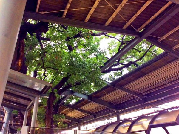 Ένα δέντρο 700 χρόνων φυτρώνει στο κέντρο ενός σιδηροδρομικού σταθμού (και διαπερνά τη στέγη του)