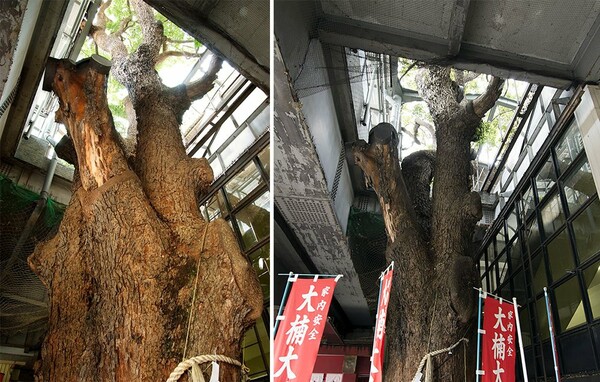 Ένα δέντρο 700 χρόνων φυτρώνει στο κέντρο ενός σιδηροδρομικού σταθμού (και διαπερνά τη στέγη του)