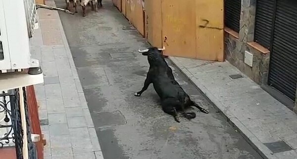 Οργή για σοκαριστικό βίντεο που δείχνει ταύρο με σπασμένα πόδια να προσπαθεί να συρθεί σε φεστιβάλ στην Ισπανία