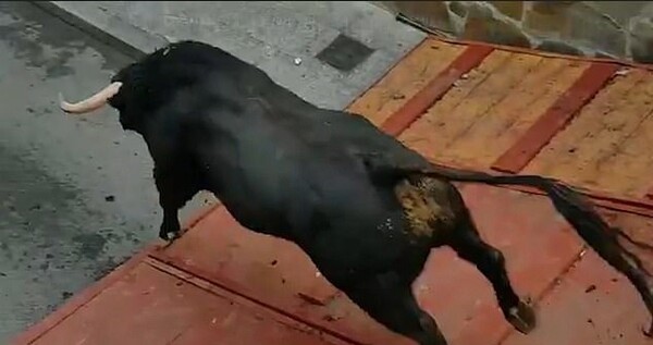 Οργή για σοκαριστικό βίντεο που δείχνει ταύρο με σπασμένα πόδια να προσπαθεί να συρθεί σε φεστιβάλ στην Ισπανία