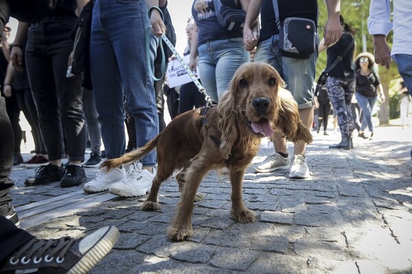 Αστυνομικοί στη Θεσσαλονίκη κάνουν ελέγχους σε σκύλους και ζώα συντροφιάς - Τα πρόστιμα που ισχύουν