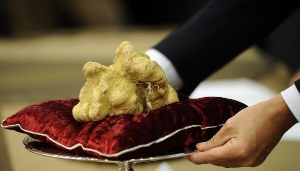 Ιταλία: Λευκή τρούφα πουλήθηκε για 85.000 ευρώ