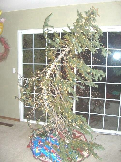 Το Δασαρχείο Δράμας τους έστειλε «καχεκτικά χριστουγεννιάτικα δέντρα». Η απάντηση των κατοίκων του Δήμου Δοξάτου είναι απίθανη