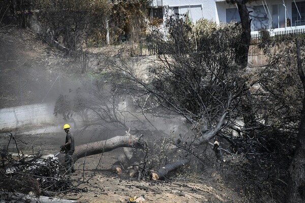 WWF: Η πυρκαγιά στο Μάτι ανέδειξε με τον πιο τραγικό τρόπο την έλλειψη σχεδιασμού