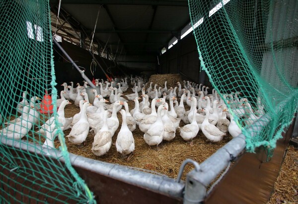 Γαλλία: Χιλιάδες πάπιες και χήνες θα σφαγιαστούν για να περιοριστεί η επιδημία της γρίπης των πτηνών