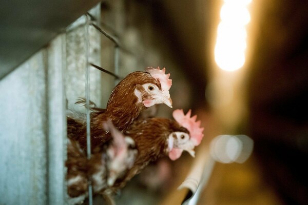 Ραγδαία εξάπλωση της γρίπης των πτηνών σε 55 μονάδες παραγωγής στη Βουλγαρία