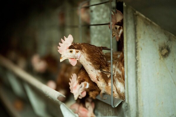 Σε συναγερμό ο Παγκόσμιος Οργανισμός Υγείας για τη γρίπη των πτηνών