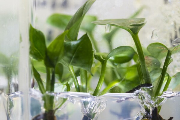 Το πρώτο γενετικά τροποποιημένο φυτό που καθαρίζει τον αέρα από καρκινογόνες χημικές ουσίες