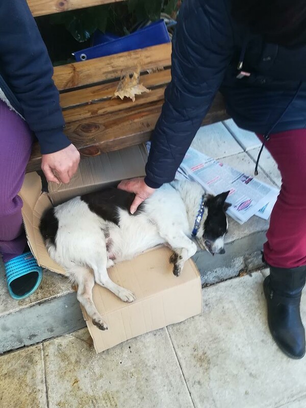 Μαζική εξόντωση ζώων στην Καρδίτσα - Φόλες σε σκύλους και γάτες