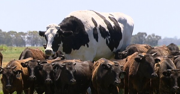 Η μεγαλύτερη αγελάδα του κόσμου έχει ύψος δύο μέτρα και ζει στην Αυστραλία