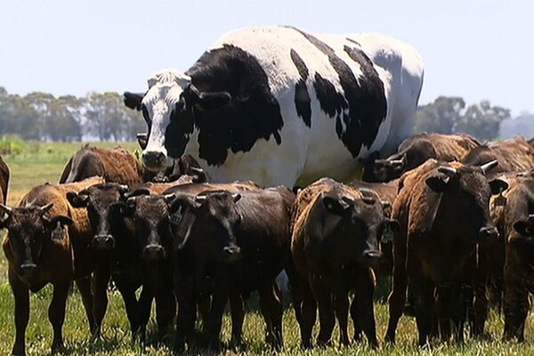 Τελικά η «μεγαλύτερη αγελάδα του κόσμου» δεν είναι ούτε γίγαντας ούτε ακριβώς αγελάδα