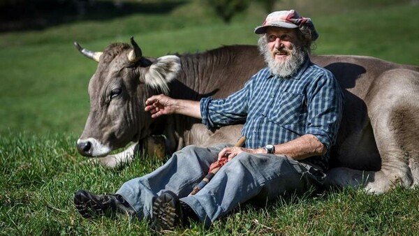 Ναι στις αγελάδες με κομμένα κέρατα - Οι Ελβετοί αποφάσισαν με δημοψήφισμα