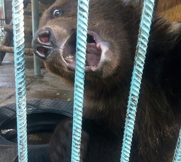 Αιχμάλωτη αρκούδα κατασπάραξε το χέρι γυναίκας που καυχήθηκε πως μπορεί να την ταΐσει