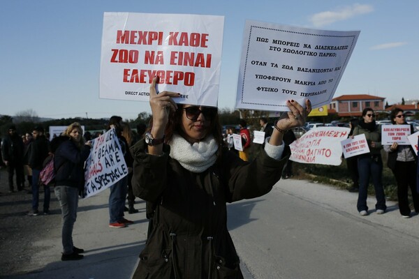 Επεισοδιακή διαμαρτυρία για τη θανάτωση των τζάγκουαρ στο Αττικό Ζωολογικό Πάρκο