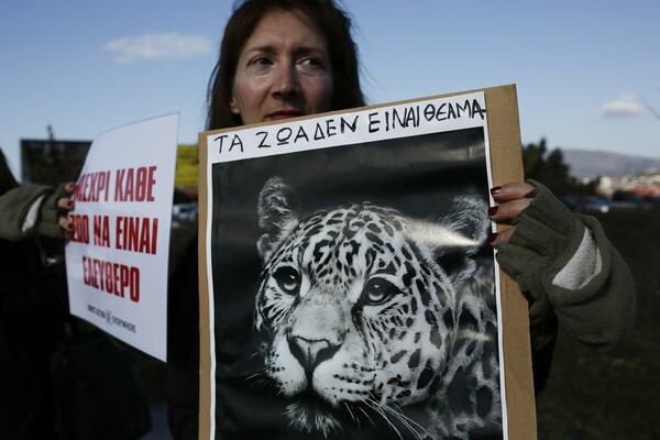 Επεισοδιακή διαμαρτυρία για τη θανάτωση των τζάγκουαρ στο Αττικό Ζωολογικό Πάρκο