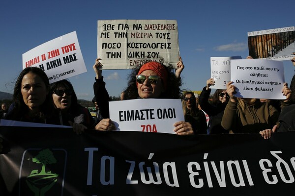 Επεισοδιακή διαμαρτυρία για τη θανάτωση των τζάγκουαρ στο Αττικό Ζωολογικό Πάρκο