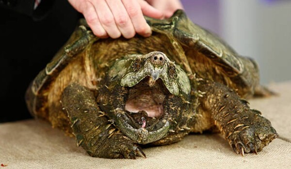 Δάσκαλος τάισε χελώνα με ζωντανό κουτάβι μπροστά σε μαθητές