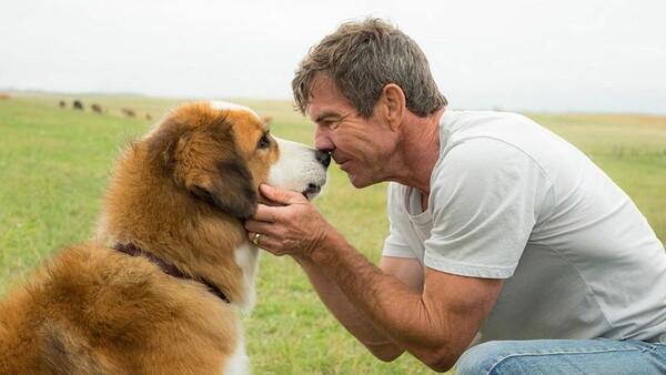 A dog’s purpose-Ο καλύτερος φίλος μου: Oι συντελεστές και οι εταιρίες παραγωγής και διανομής απαντούν για το επίμαχο video που προκάλεσε έντονες αντιδράσεις στο Χόλιγουντ