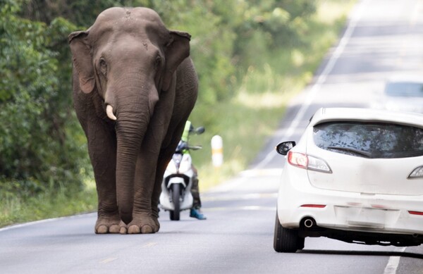 Ελέφαντας διέλυσε αυτοκίνητο και σκότωσε τον οδηγό μετά από σύγκρουση