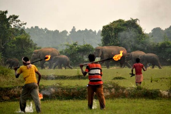 Αγρότες επιτέθηκαν με φωτιές σε θηλυκό ελέφαντα και το ελεφαντάκι της