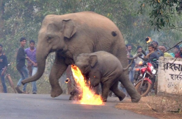 Αγρότες επιτέθηκαν με φωτιές σε θηλυκό ελέφαντα και το ελεφαντάκι της