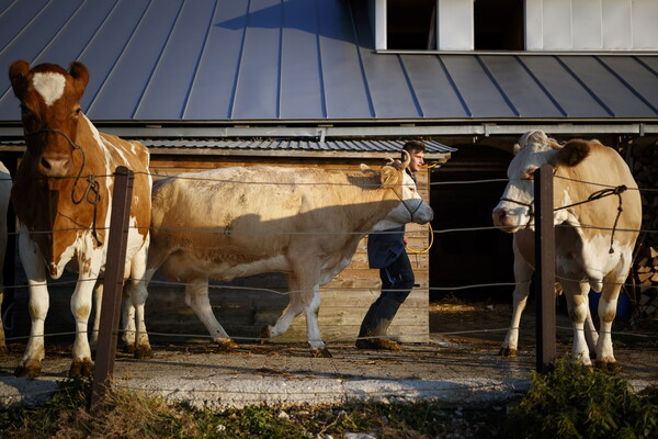 Αγελάδες και κατσίκες με κέρατα ή χωρίς; Οι Ελβετοί ψηφίζουν την Κυριακή