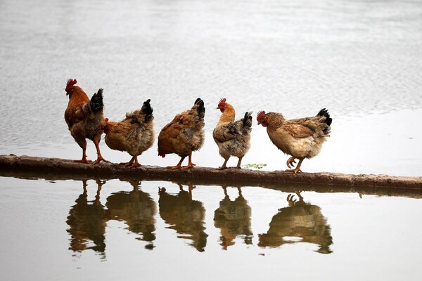 «Η Εποχή του Κοτόπουλου»: Τα κόκαλά του θα γίνουν το μελλοντικό απολίθωμα του καιρού μας