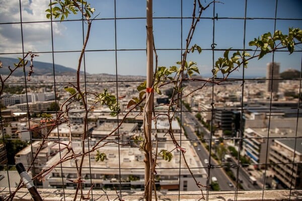 Ένα απίστευτο μποστάνι σε μια ταράτσα της Κηφισίας με κατσίκες, κοτόπουλα και ντομάτες