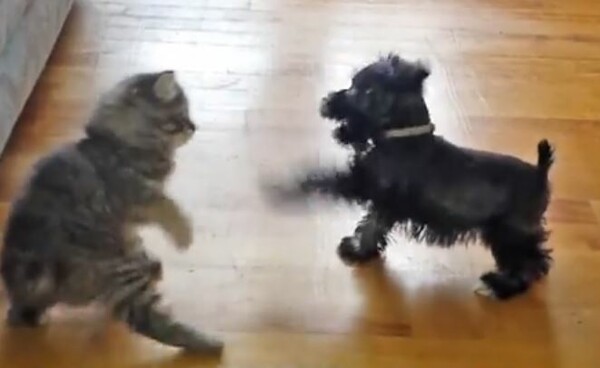 Η πιο χαριτωμένη «μάχη» της ημέρας έγινε ανάμεσα σε ένα κουτάβι κι ένα γατάκι