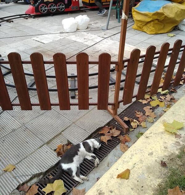 Μαζική εξόντωση ζώων στην Καρδίτσα - Φόλες σε σκύλους και γάτες