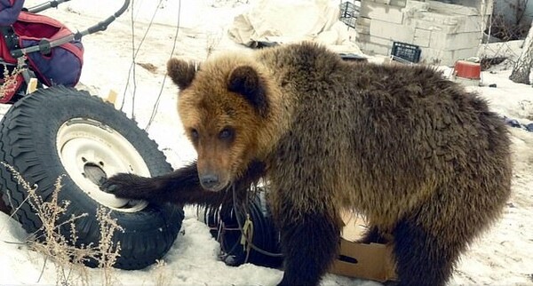 Κυνηγός κατασπαράχθηκε από αρκούδα που μεγάλωνε σαν κατοικίδιο από μωρό
