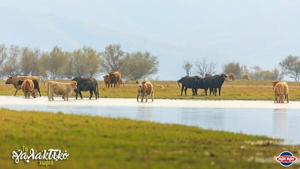 Η Κρι Κρι παρουσιάζει το Γαλακτικό Χωριό