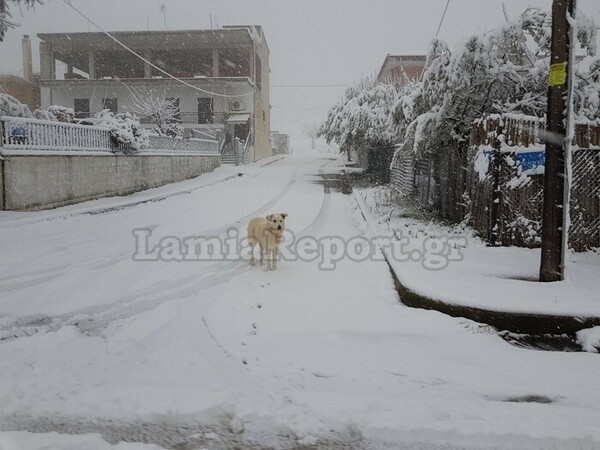 Δυνατός χιονιάς στην κεντρική Ελλάδα - Σε ποιους δρόμους χρειάζονται αλυσίδες