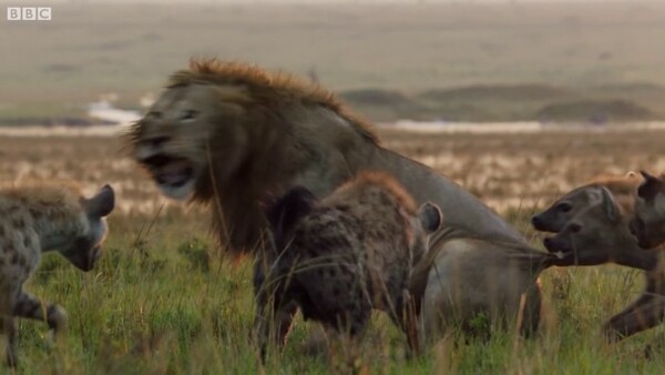 Ύαινες προσπαθούν να σκοτώσουν λιοντάρι και λίγο πριν το τέλος γίνεται η απόλυτη ανατροπή