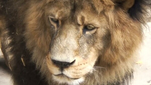 Μια 22χρονη κατασπαράχθηκε από λιοντάρι σε καταφύγιο ζώων στις ΗΠΑ