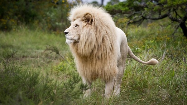 Ο Βασιλιάς των Λιονταριών δεν υπάρχει: Αλήθειες και μύθοι που δεν ισχύουν για τα λιοντάρια