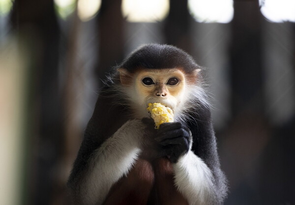 Σκότωσαν και έφαγαν σπάνιο είδος μαϊμούς σε ζωντανή μετάδοση στο Facebook