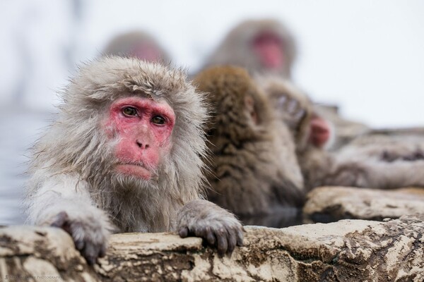 Ιαπωνία: Ζωολογικός κήπος θανάτωσε 57 πιθήκους χαρακτηρίζοντάς τους «χωροκατακτητικό είδος»