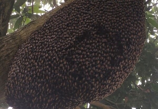 «Υπνωτιστικός» χορός από εκατοντάδες μέλισσες για να διώξουν τον εχθρό