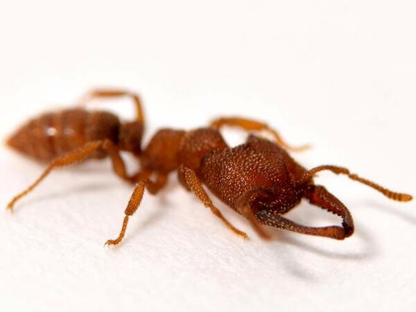 Το μυρμήγκι «Δράκουλας» είναι επισήμως το ζώο με την πιο γρήγορη κίνηση στη φύση