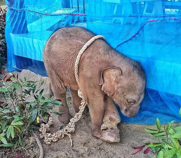 Κυνηγός έδεσε κι εγκατέλειψε μωρό ελέφαντα - Πέθανε από φρικτές πληγές