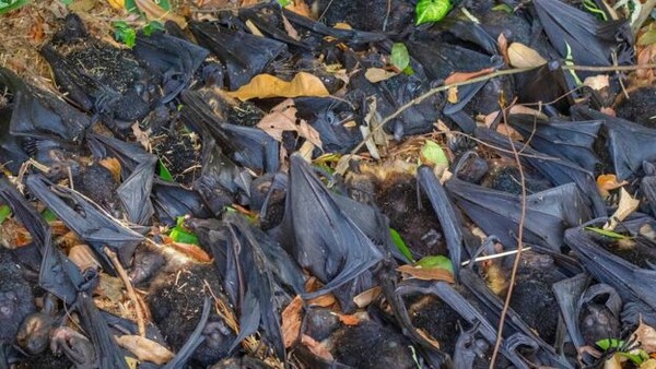 Εφιαλτικό φαινόμενο: Tι σκότωσε το ένα τρίτο αυτών των νυχτερίδων στην Αυστραλία μέσα σε δύο μέρες