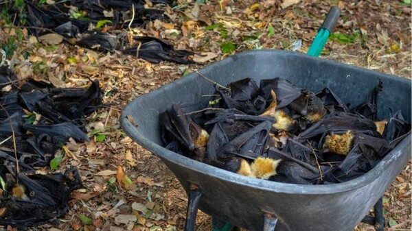 Εφιαλτικό φαινόμενο: Tι σκότωσε το ένα τρίτο αυτών των νυχτερίδων στην Αυστραλία μέσα σε δύο μέρες