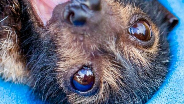 Εφιαλτικό φαινόμενο: Tι σκότωσε το ένα τρίτο αυτών των νυχτερίδων στην Αυστραλία μέσα σε δύο μέρες