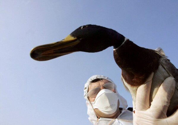 Γαλλία: 600.000 πάπιες θα θανατωθούν λόγω του ιού της γρίπης των πτηνών