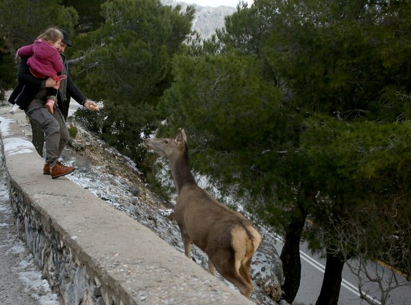 Γεμάτη κόσμο η χιονισμένη Πάρνηθα - Υπέροχο το λευκό τοπίο σήμερα