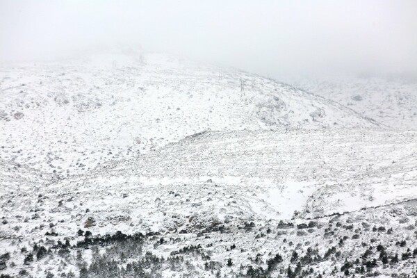 Γεμάτη κόσμο η χιονισμένη Πάρνηθα - Υπέροχο το λευκό τοπίο σήμερα