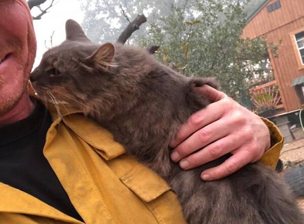Αχώριστοι φίλοι: Πυροσβέστης έσωσε μια γάτα από τις φωτιές της Καλιφόρνια
