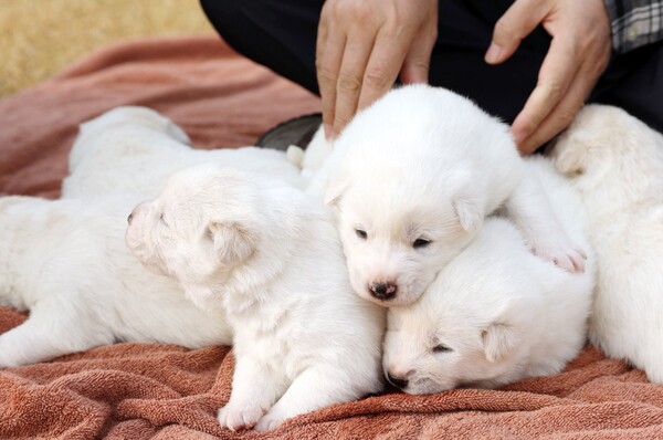 Ν. Κορέα: Η Γκόμι, ο σκύλος «δώρο-ειρήνης» από τον Κιμ Γιονγκ Ουν, γέννησε έξι κουτάβια