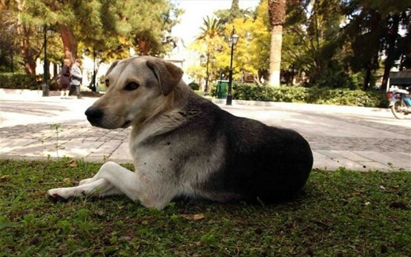 Συνέλαβαν άντρα που πυροβόλησε και σκότωσε αδέσποτο σκύλο στη Θεσσαλονίκη